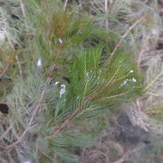 Myriophyllum spicatum | Spiked water‑milfoil | Oxygenating Plant